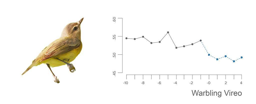 3warbling-vireo