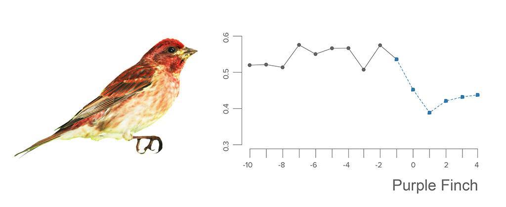 purple-finch5