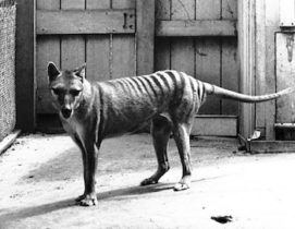 The thylacine went extinct in the 20th century.