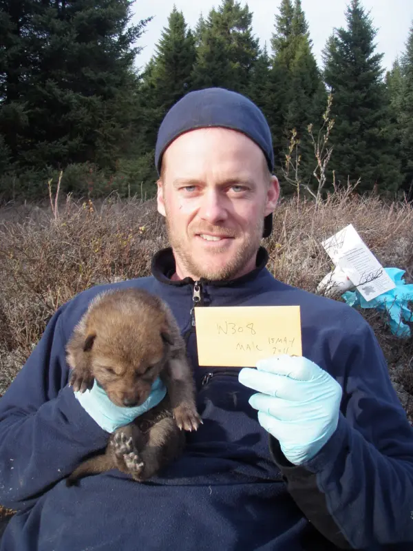 John Benson holds a wolf pup and a data card at a field site.