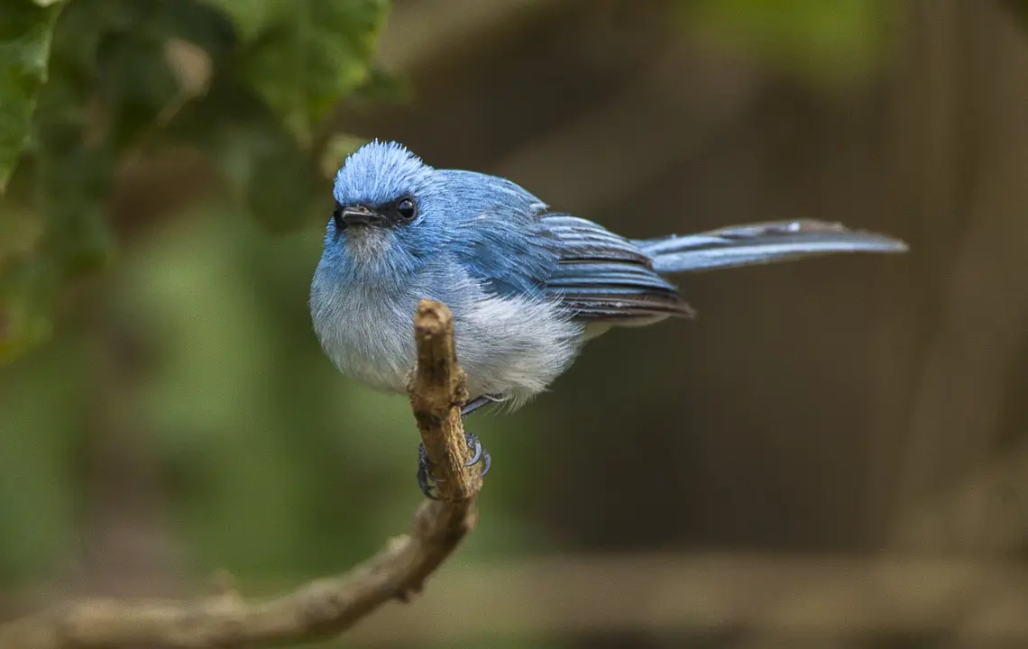 avian diversity and song variation in kibale national park’s logged and unlogged compartments