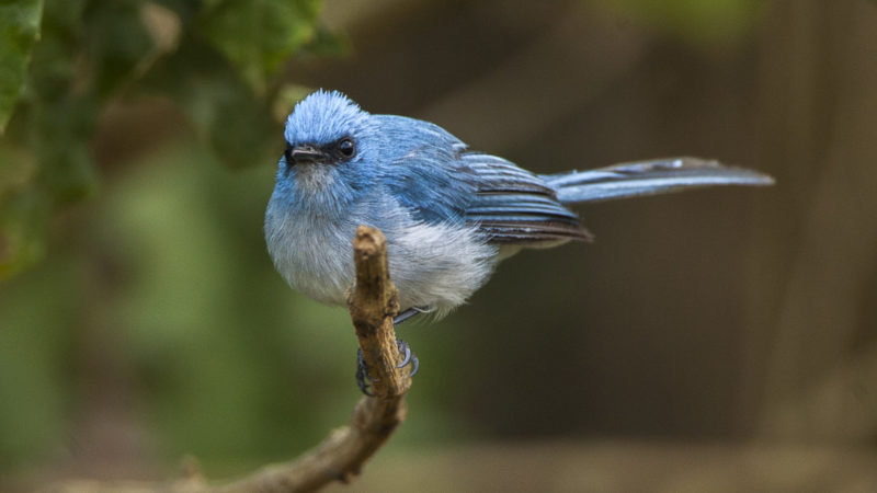 avian diversity and song variation in kibale national park’s logged and unlogged compartments