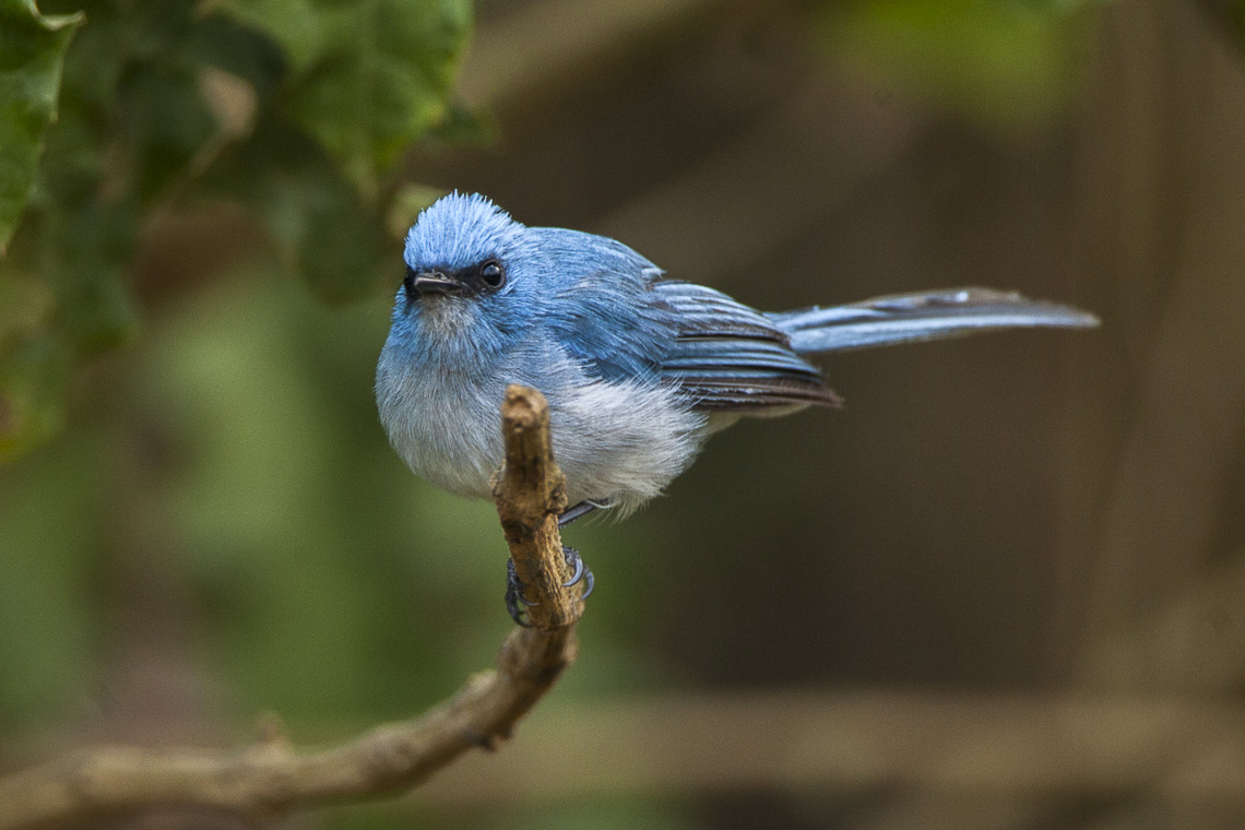 avian diversity and song variation in kibale national park’s logged and unlogged compartments