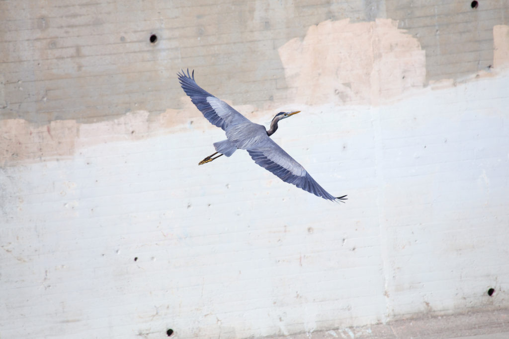 l.a. river is a living experiment