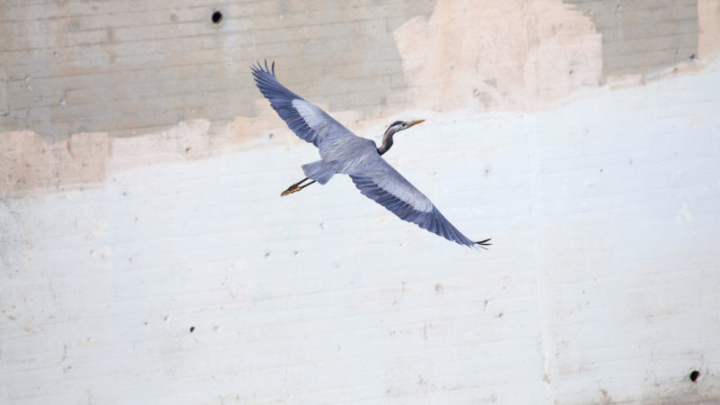 l.a. river is a living experiment