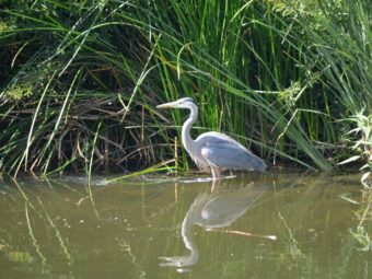 quantifying watershed health for the los angeles river