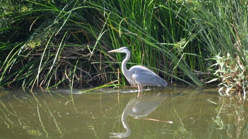 quantifying watershed health for the los angeles river