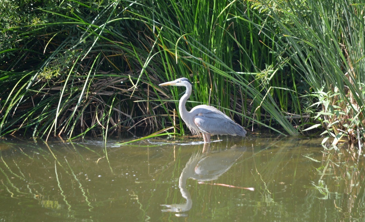 quantifying watershed health for the los angeles river