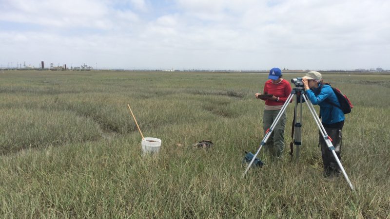 managing sea level rise in coastal wetlands