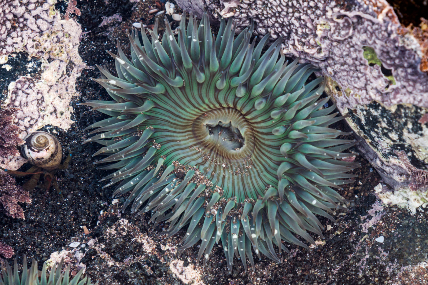 feeling the squeeze: a gis analysis of rocky intertidal habitats