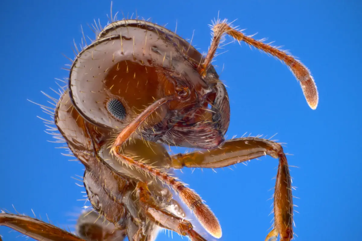 the $77 billion bug invasion
