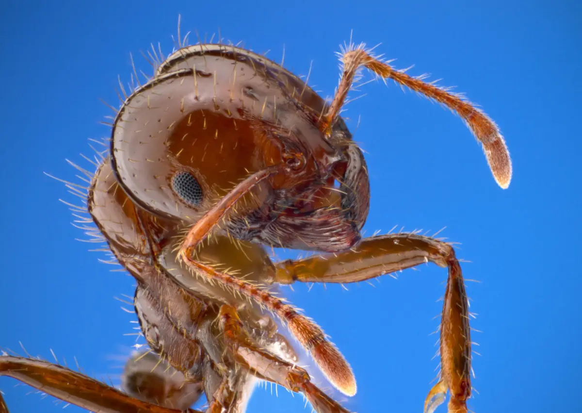 the $77 billion bug invasion