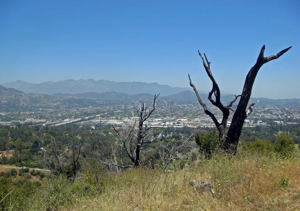 the impact of hydromulch on native and non-native species in a post-fire recovery period within los angeles’ griffith park