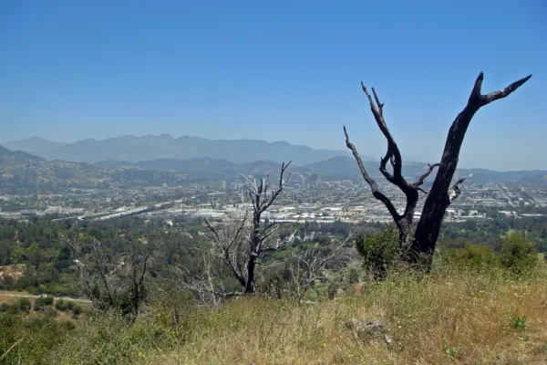 the impact of hydromulch on native and non-native species in a post-fire recovery period within los angeles’ griffith park