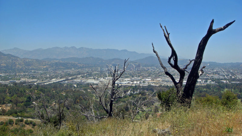 the impact of hydromulch on native and non-native species in a post-fire recovery period within los angeles’ griffith park