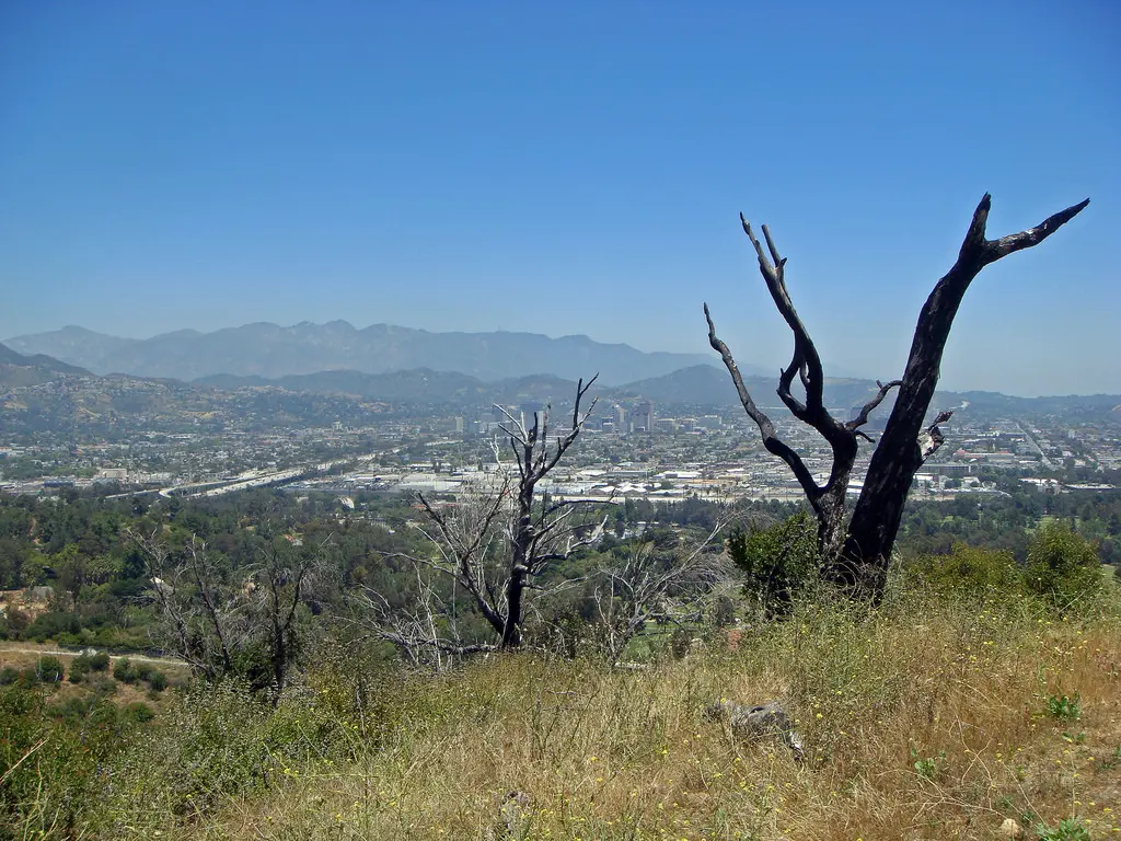the impact of hydromulch on native and non-native species in a post-fire recovery period within los angeles’ griffith park