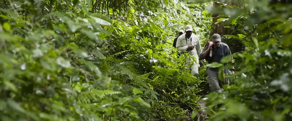 ​congo basin institute