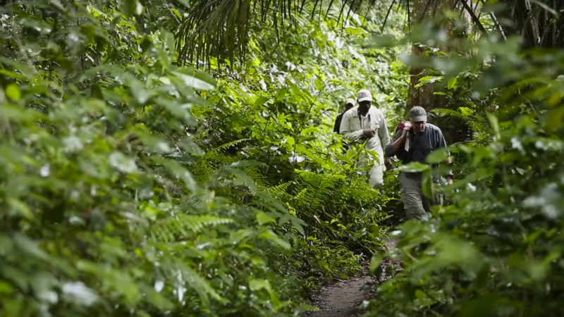 ​congo basin institute