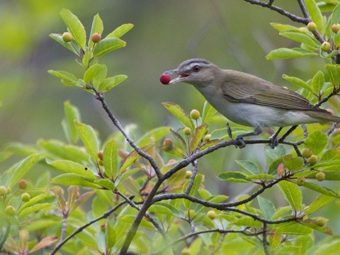 new research: songbirds’ silent killer