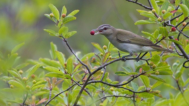 new research: songbirds’ silent killer