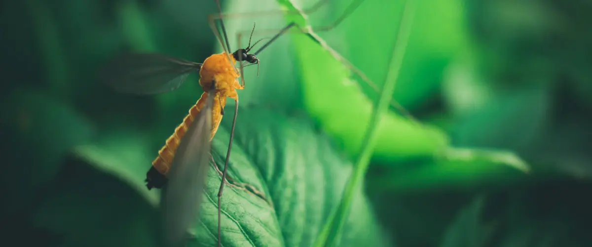 infectious diseases