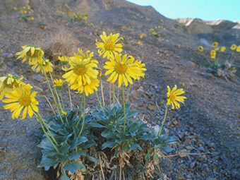 uphill battle for california’s native plant species