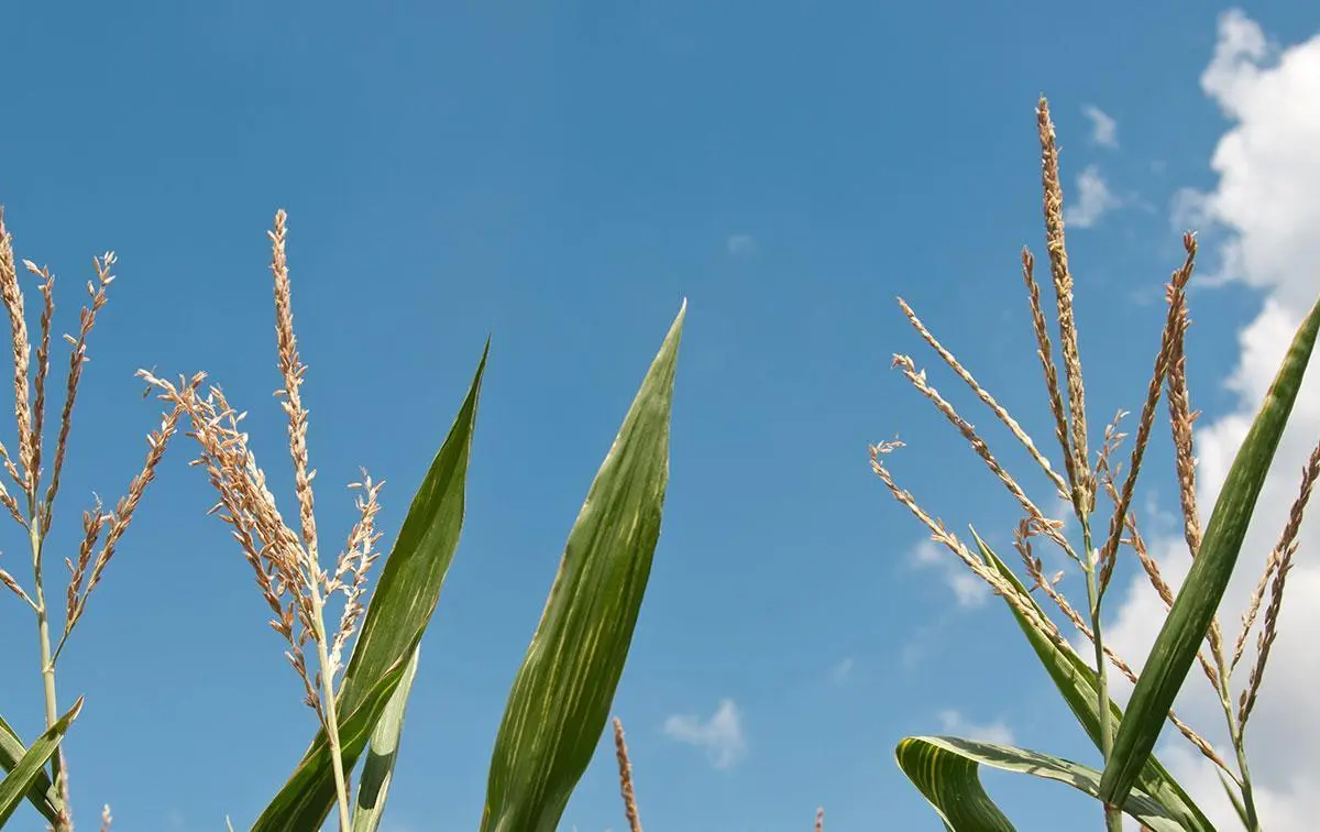gmos: global solution or global risk?