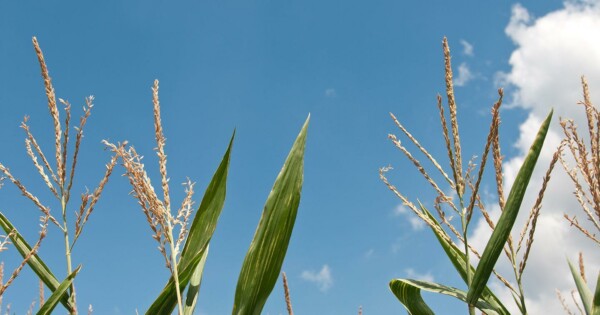 gmos: global solution or global risk?