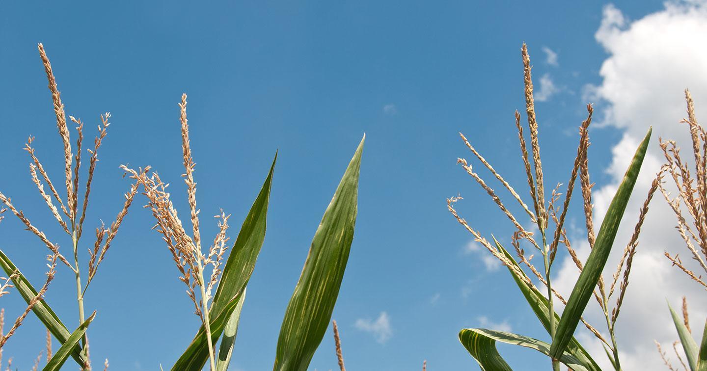 gmos: global solution or global risk?