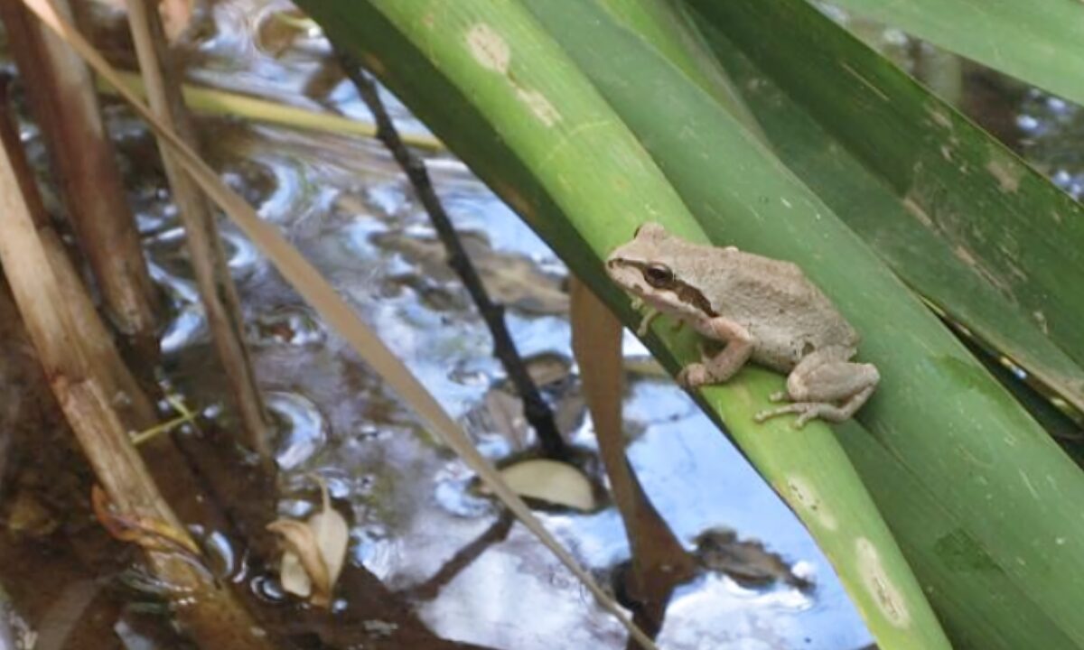 frog