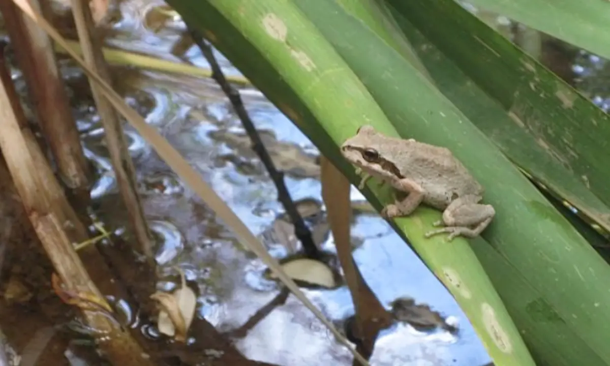 frog