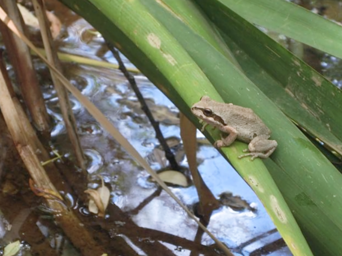 frog