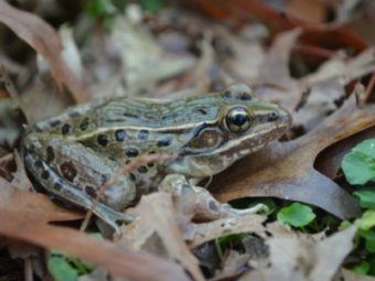 new york city croaker settles nearly 80-year-old question: new species or same old frog?