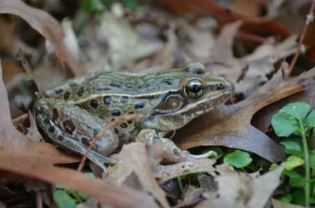new york city croaker settles nearly 80-year-old question: new species or same old frog?