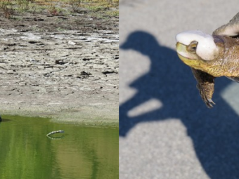 ucla la kretz center ecologists act to save endangered wildlife affected by the extended drought