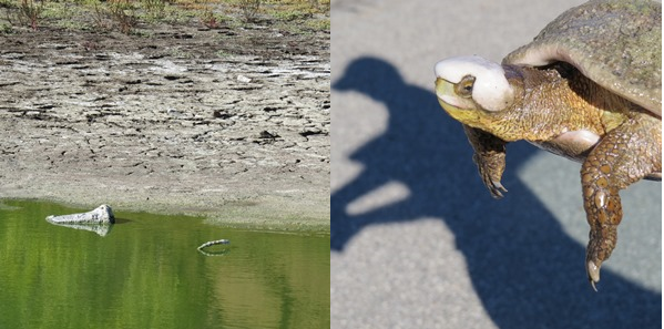 ucla la kretz center ecologists act to save endangered wildlife affected by the extended drought