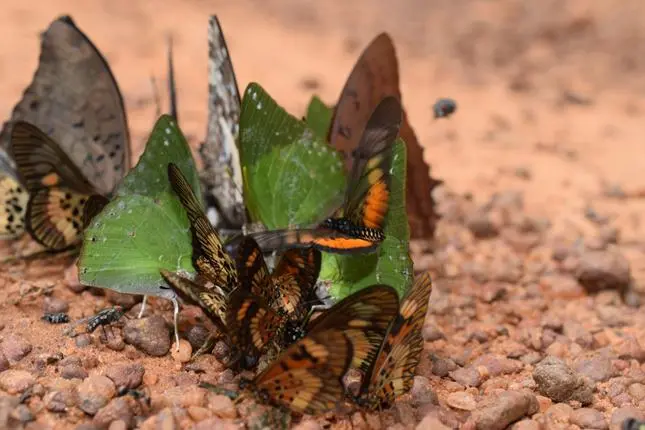 center for tropical research november 2014 newsletter