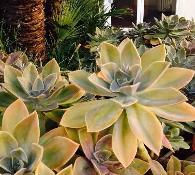 submission: eco-friendly approaches to landscaping can cut water usage