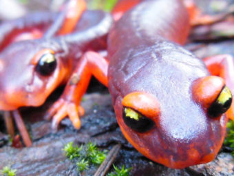 ioes researchers fight a salamander apocalypse