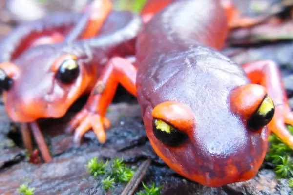 ioes researchers fight a salamander apocalypse