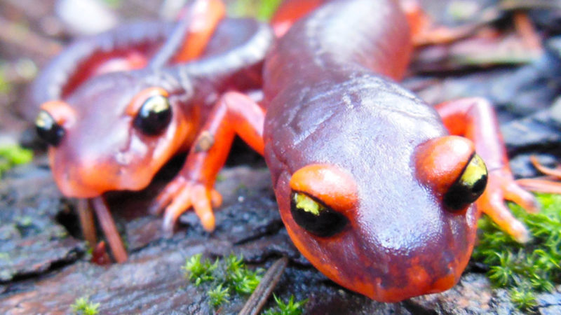 ioes researchers fight a salamander apocalypse