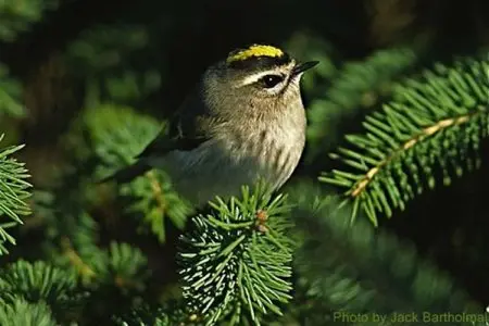 mapping avian influenza risk in u.s. wild songbirds
