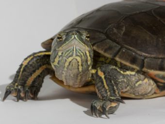 scientists decode genome of painted turtle, revealing clues to extraordinary adaptations
