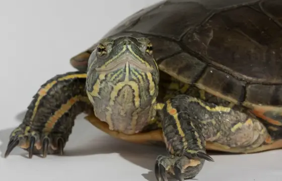 scientists decode genome of painted turtle, revealing clues to extraordinary adaptations