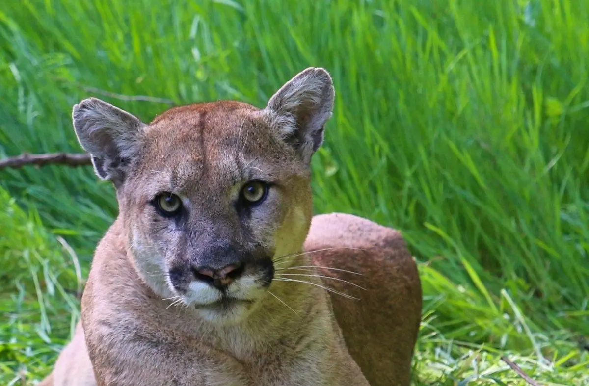los angeles is a metropolitan den for mountain lions