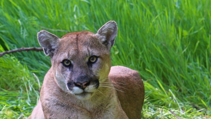 los angeles is a metropolitan den for mountain lions