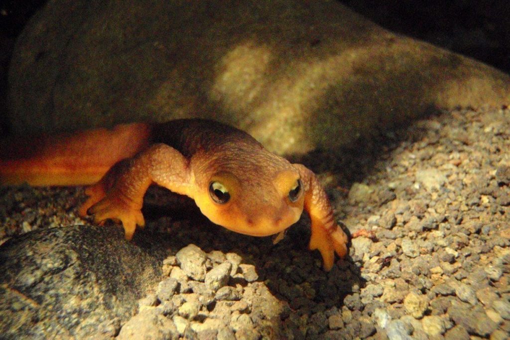 drought makes life hard for los angeles newts
