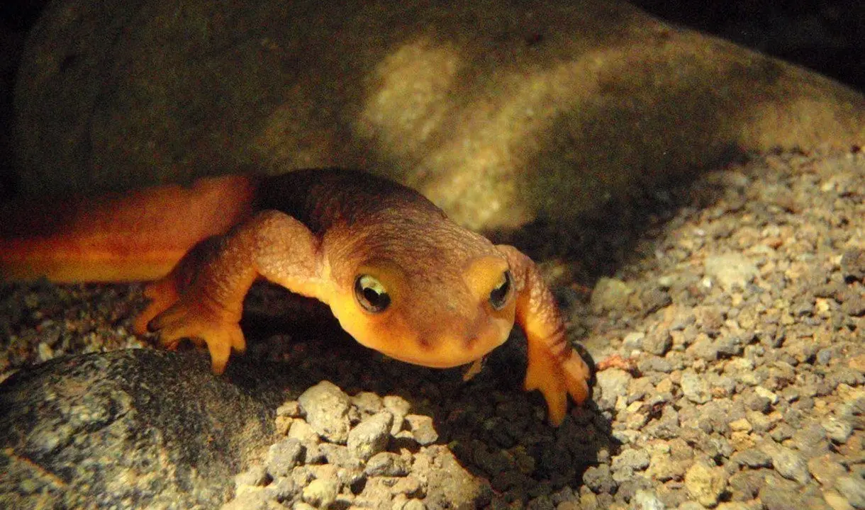 drought makes life hard for los angeles newts