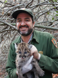 los angeles is a metropolitan den for mountain lions