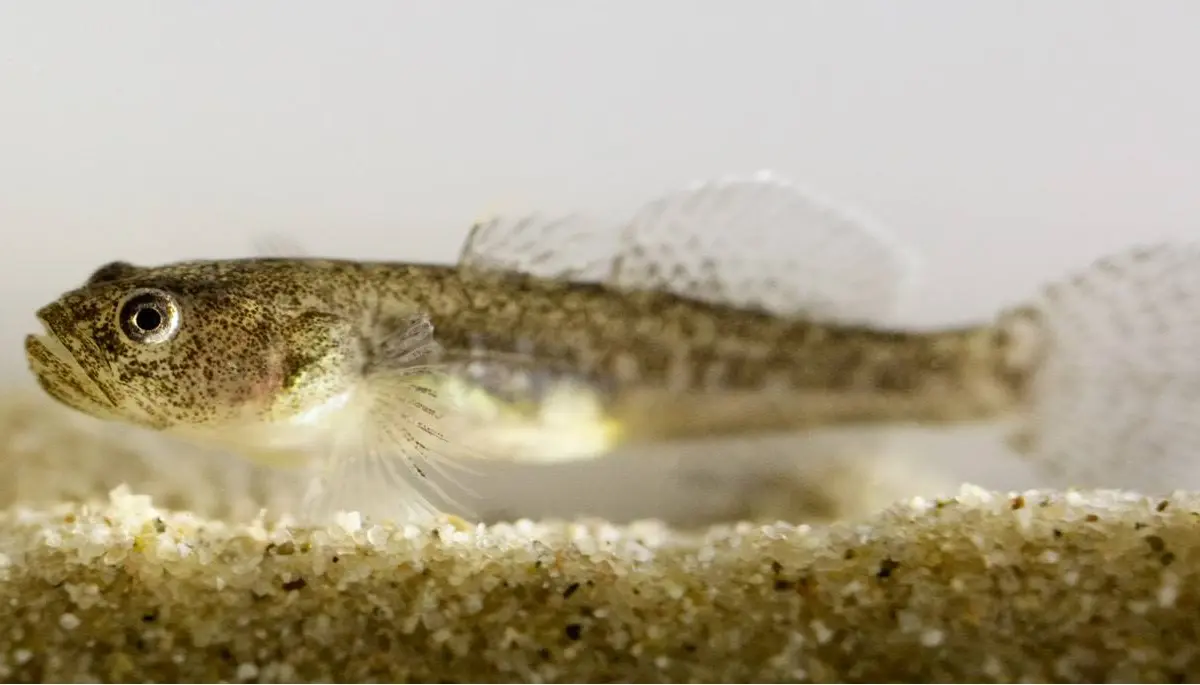 new endangered goby species honors late ucla student